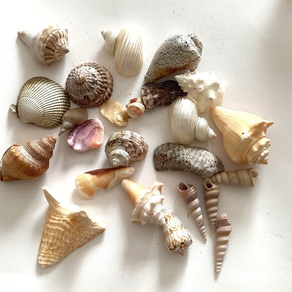 An Assorted Collection of Seashells Great For Arts Crafts Crafting Pictures - Picture 1 of 3
